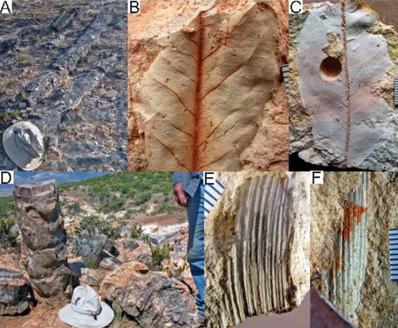 Las maderas y hojas fósiles de Piedra Chamana revelan un bosque tropical con cierto estrés hídrico