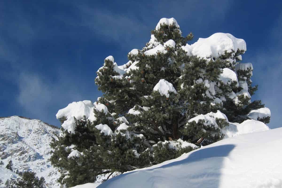 El patrimonio oculto de Pinyon Pines