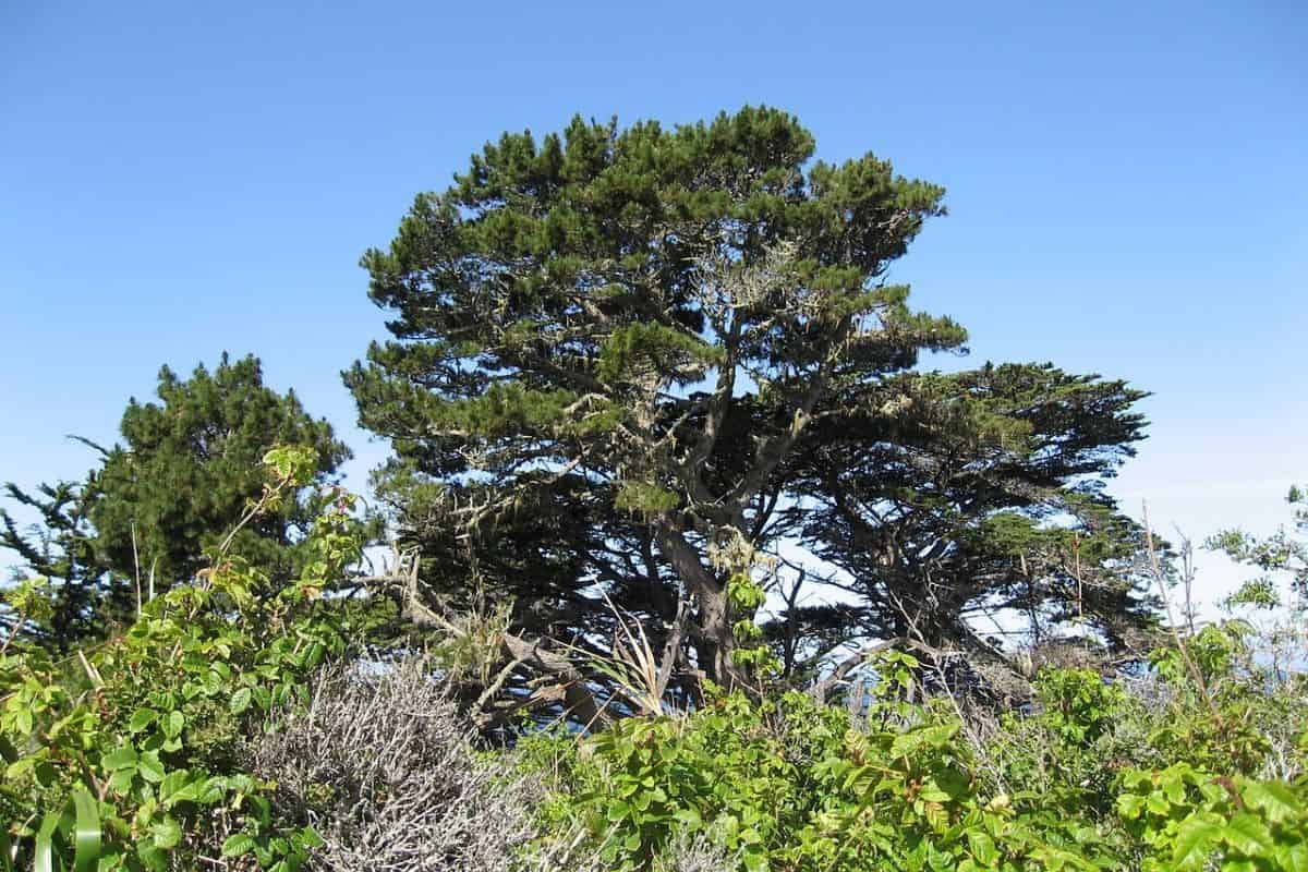 No todas las agujas de pino son iguales: pérdida de copa inferior en Pinus radiata