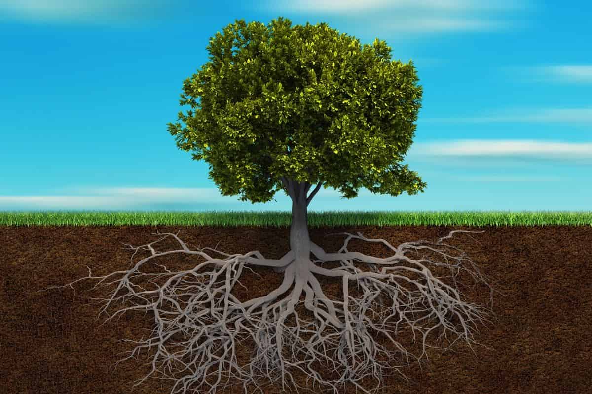 Un modèle végétal 3D fonctionnel-structurel de pousses et de racines piloté par l'hydraulique du sol