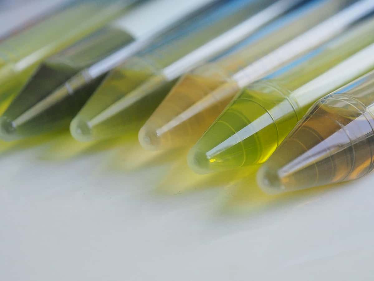 Prise de masse : les plantes gagnent-elles en métabolites secondaires grâce à la duplication du génome ?