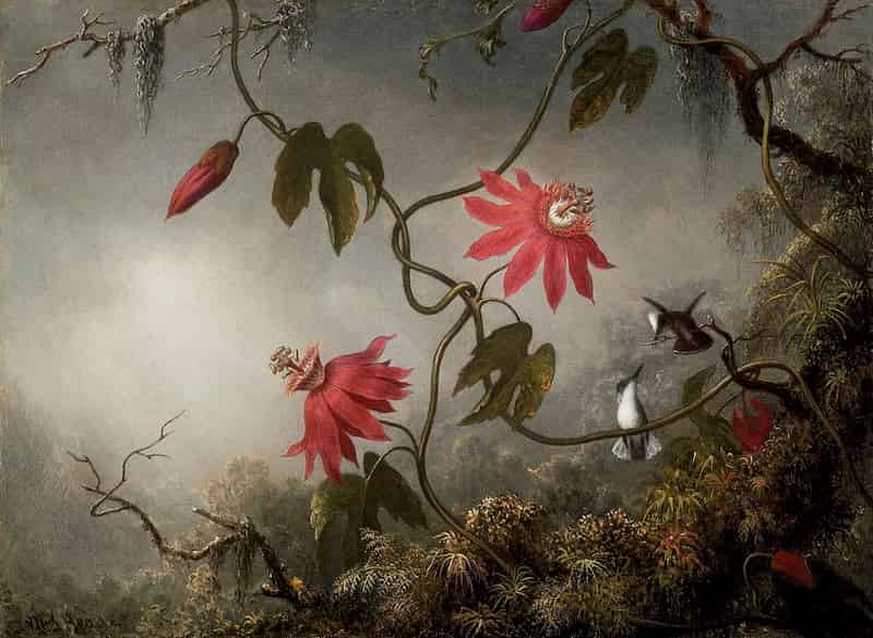 Voir le rouge n'est pas le même partout ! Comment et pourquoi les fleurs rouges diffèrent d'un endroit à l'autre.