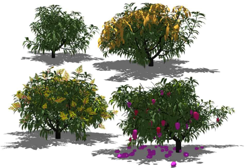 Modèle V-Mango&nbsp;: une simulation 3D complexe du roi des fruits