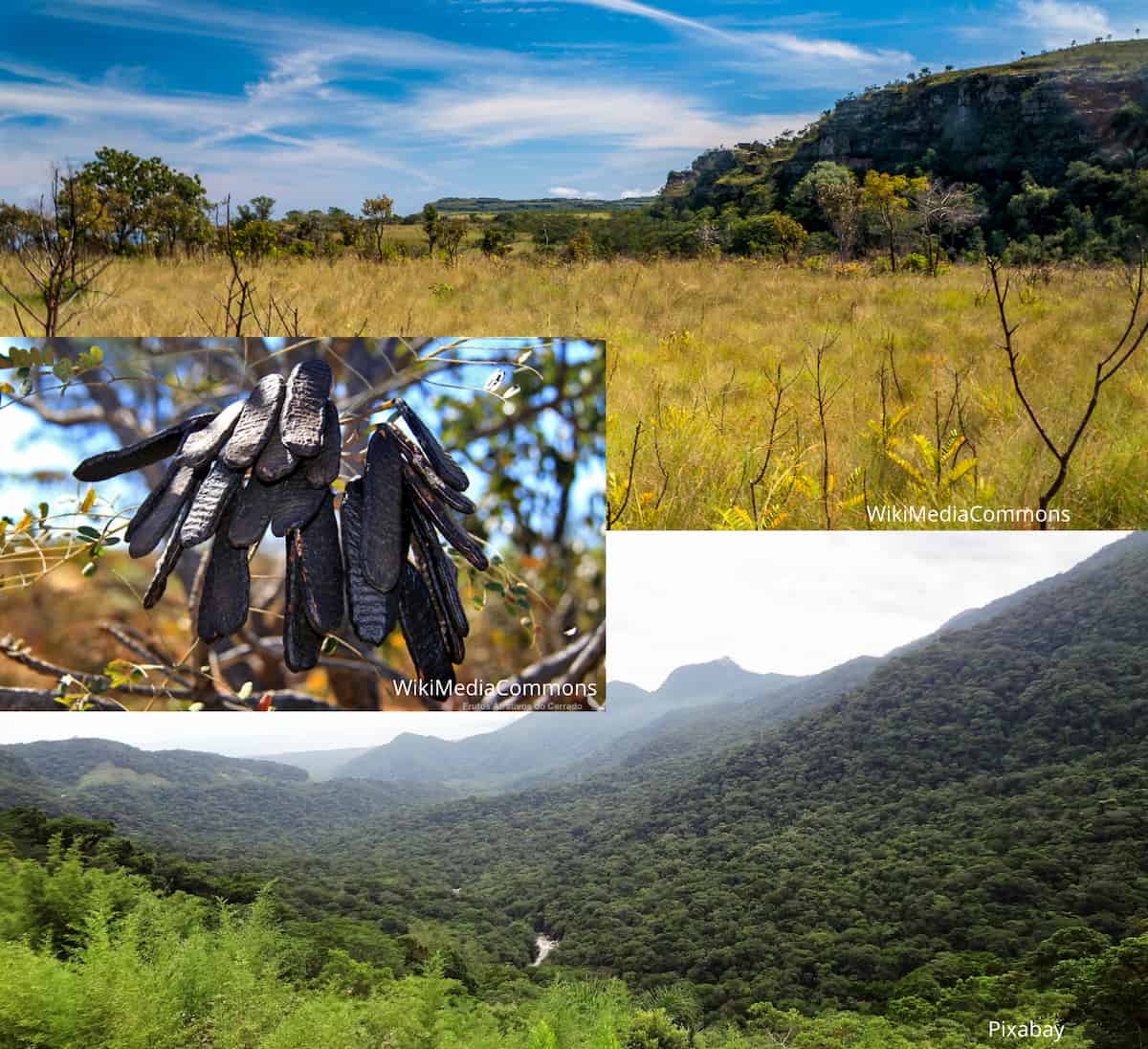 Reconsiderando la conservación de un árbol en peligro de extinción en Brasil: ¿una especie o un híbrido?