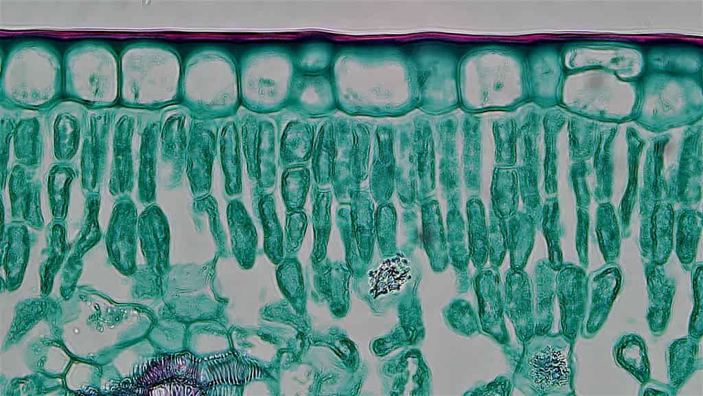 El elemento misterioso: construir una cutícula vegetal variable
