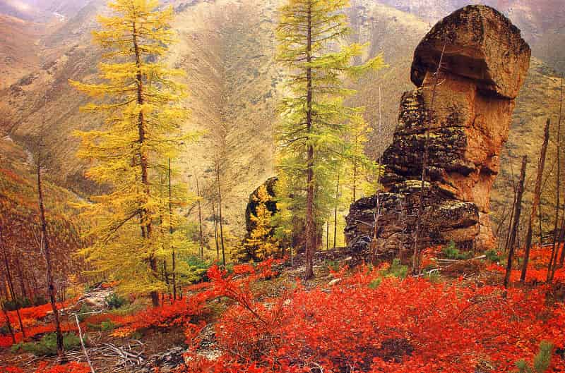 Larch, ¡sigue siendo el número 1!*