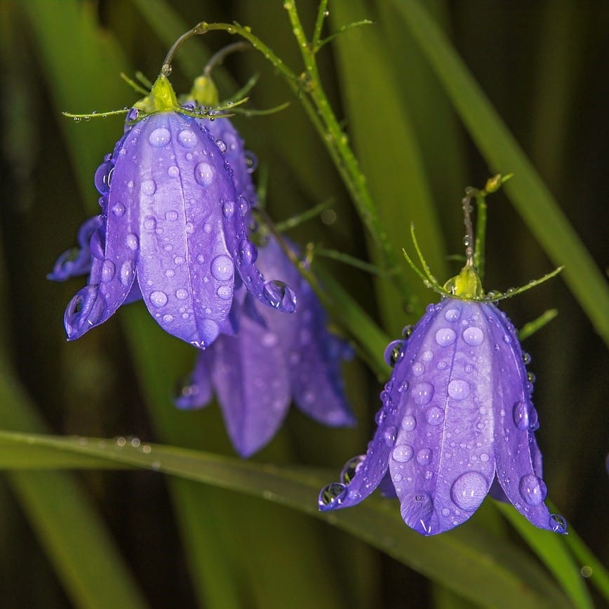 L'invasion, l'isolement et l'évolution façonnent la structure génétique de la population de Campanula rotundifolia