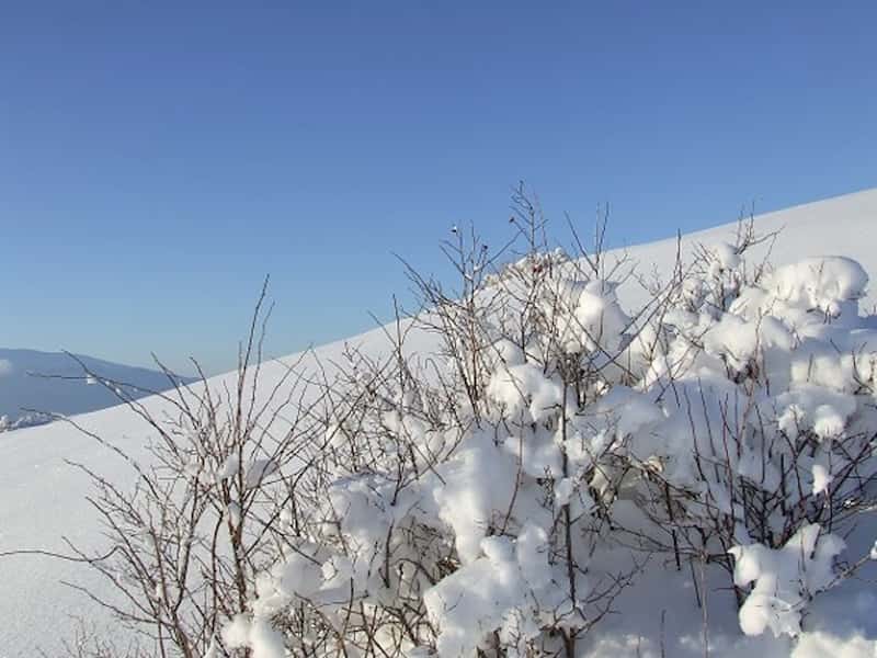 ¡Hasta las plantas quieren que nieve! Los efectos del estrés por frío en las comunidades de plantas y cómo la nieve puede compensarlos