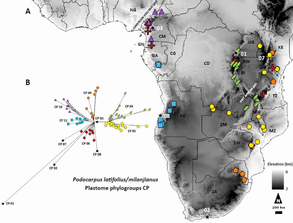 Comment un conifère s'est propagé entre des sommets isolés : l'histoire démographique de Podocarpus latifolius/milanjianus
