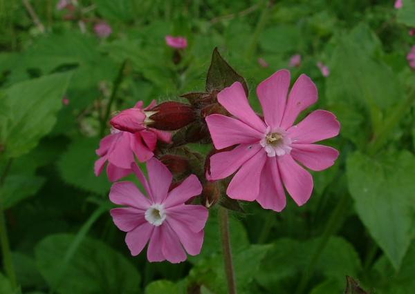 'Deux foyers, tous les deux pareils…'? Comment les différences entre les sexes varient avec le temps chez les plantes à fleurs