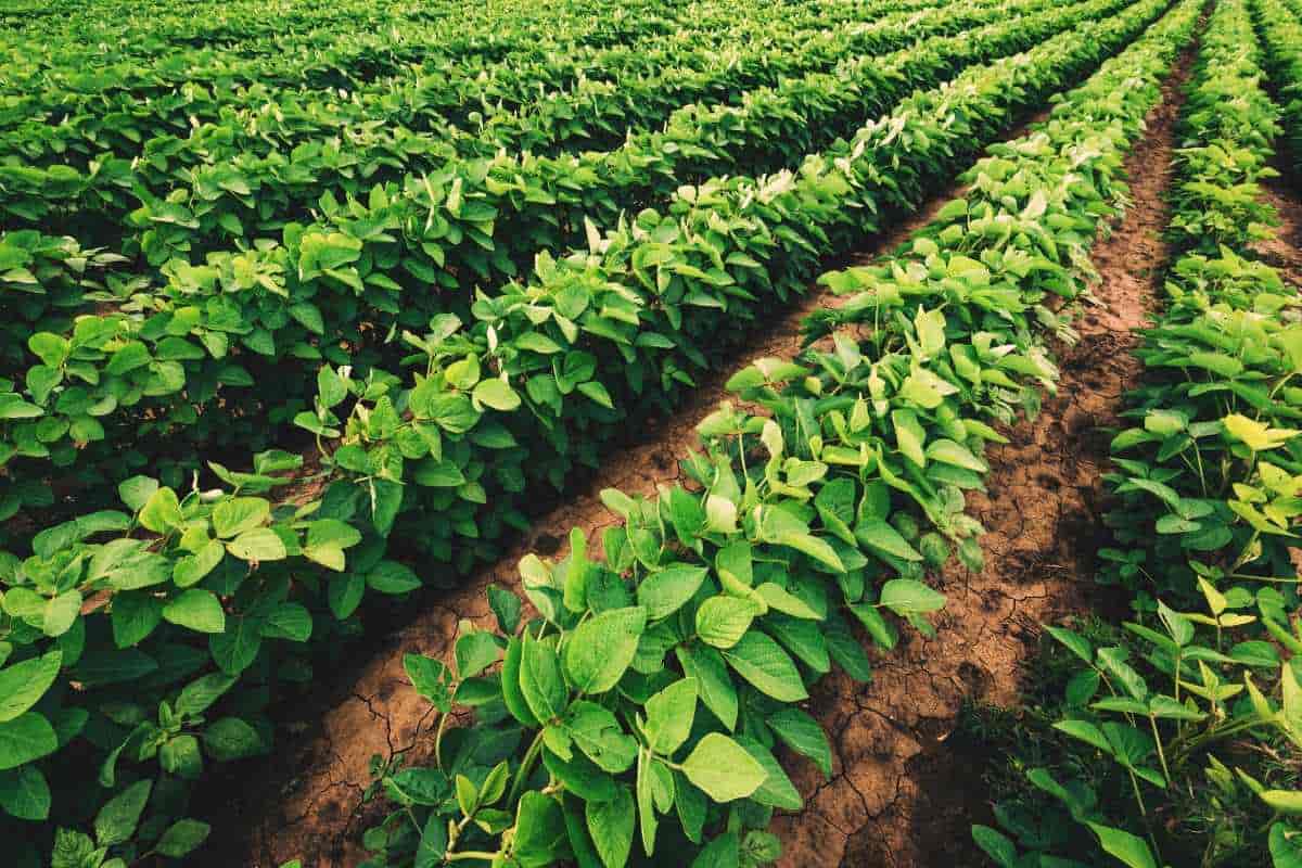 ¡Malditas plantas! Cómo la soja utiliza las hemoglobinas para obtener nitrógeno