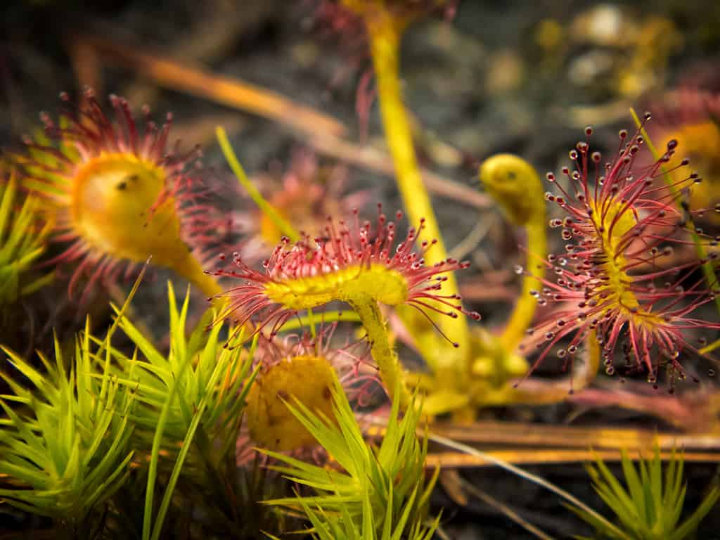 ¿Cómo comer insectos sin intentarlo realmente? Perspectivas de los genomas de las plantas carnívoras