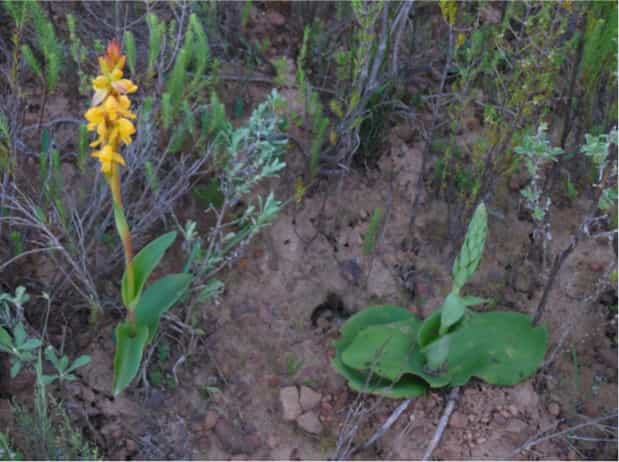 ¿Una conexión duradera? Vínculos entre el tamaño del genoma y el tamaño de los estomas en las plantas
