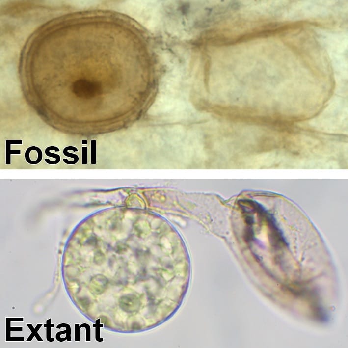 Nuevo género y especie de probables hongos micorrízicos arbusculares descubiertos en el pedernal de Rhynie