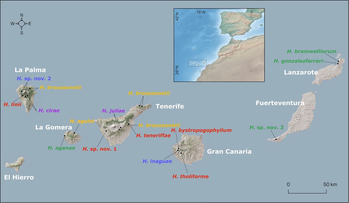 Le conservatisme de niche caractérise la propagation d'Helianthemum aux îles Canaries