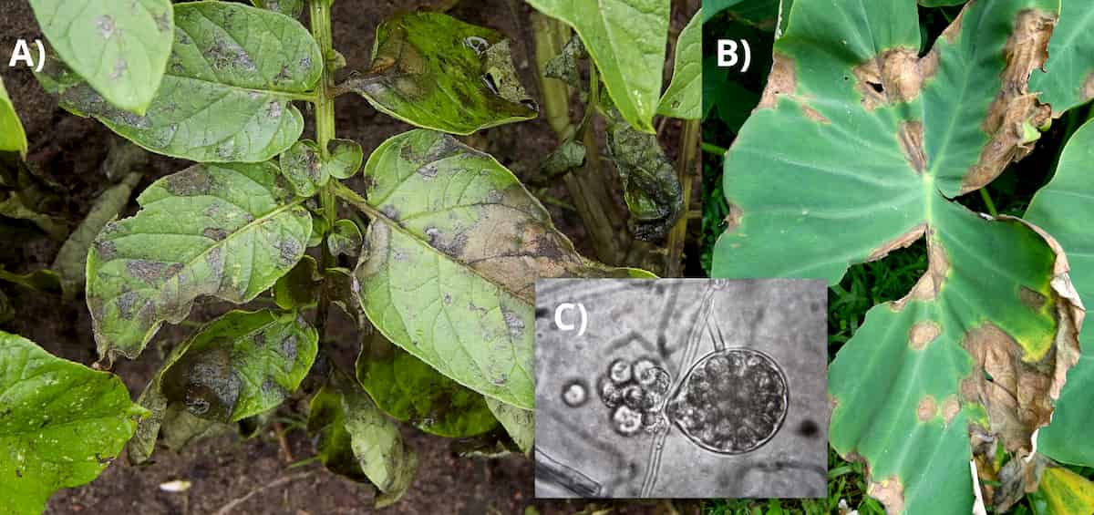 Attendez! Il n'existe pas de phytopathogène "spécialisé" ou "généraliste"