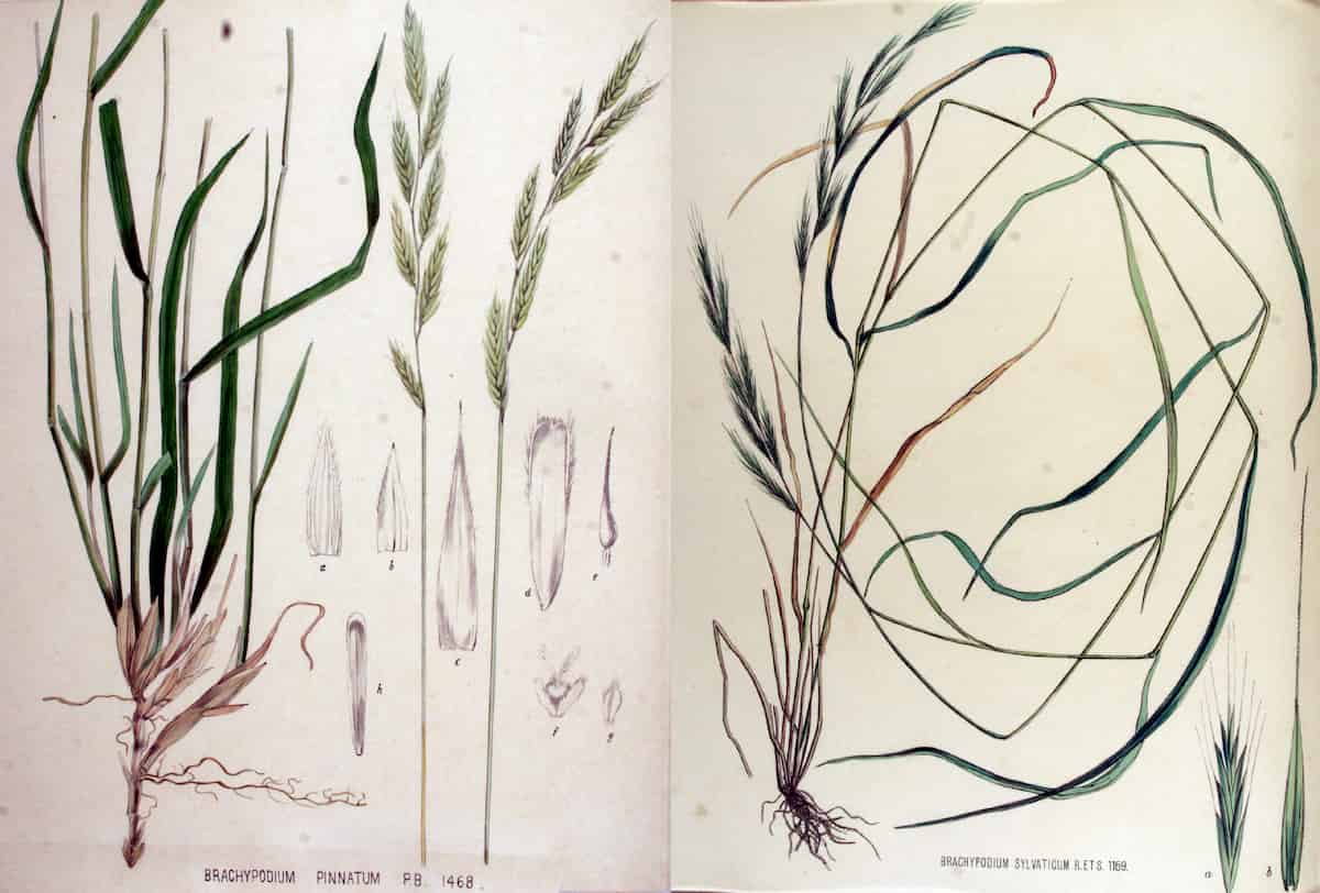 El análisis de imágenes de los fitolitos puede diferenciar las especies de pastos