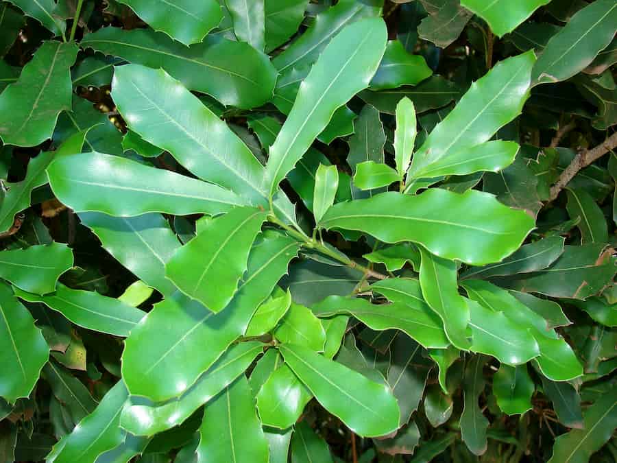 Volviéndose loco: simulando la asignación de carbono de macadamia en Australia