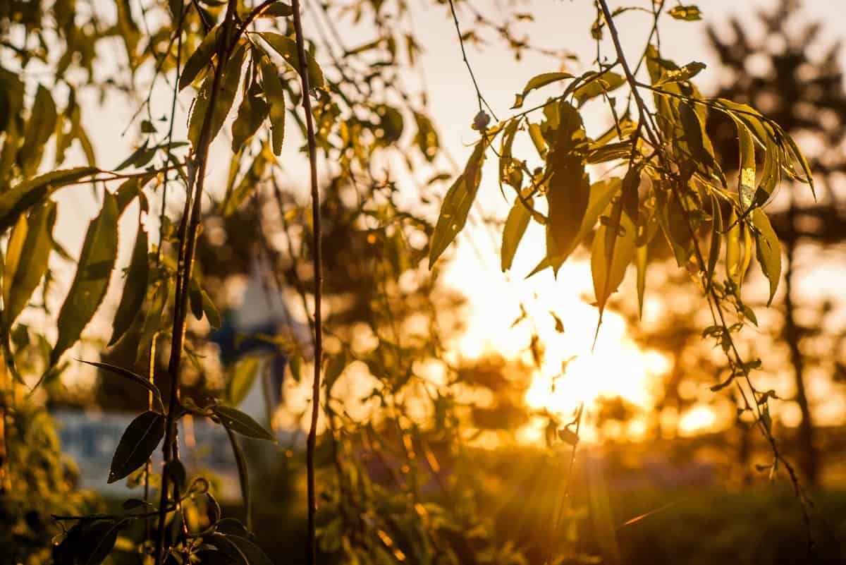 Las respuestas a corto y largo plazo al dióxido de carbono elevado utilizan los mismos controles genéticos