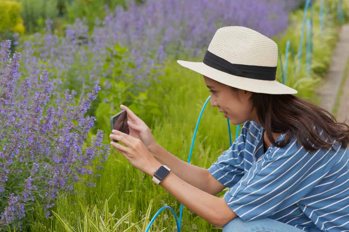 Citizen science data can complement collections well for some applications