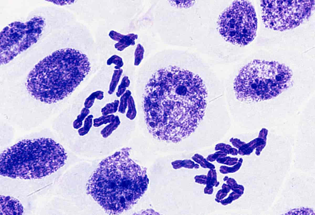 ¡Muévase sobre Factor 50! ¿Puede el aumento de su número de cromosomas ayudar a proteger las plantas contra los rayos UV?