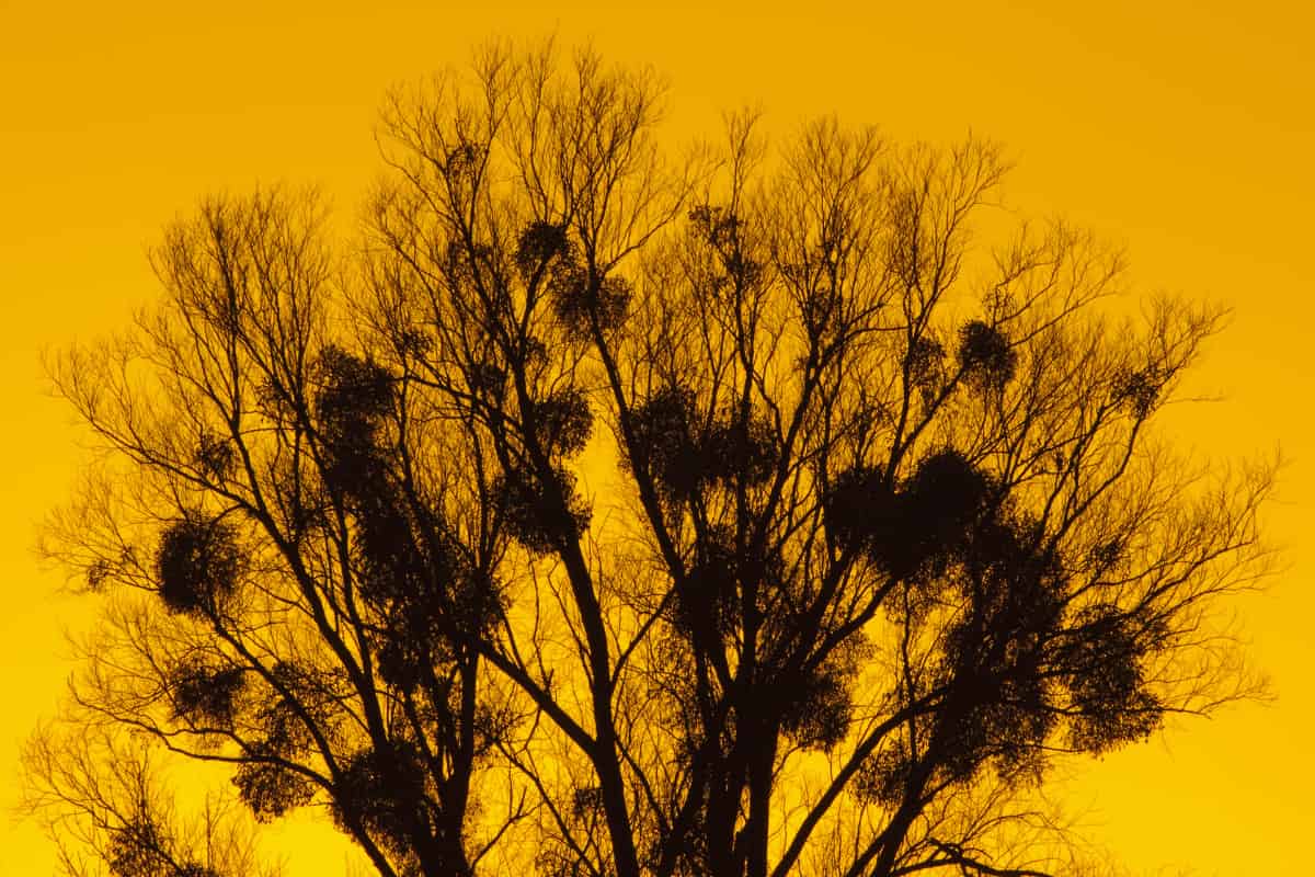 ¿Deberíamos buscar plantas parásitas para ayudar a controlar las especies invasoras?