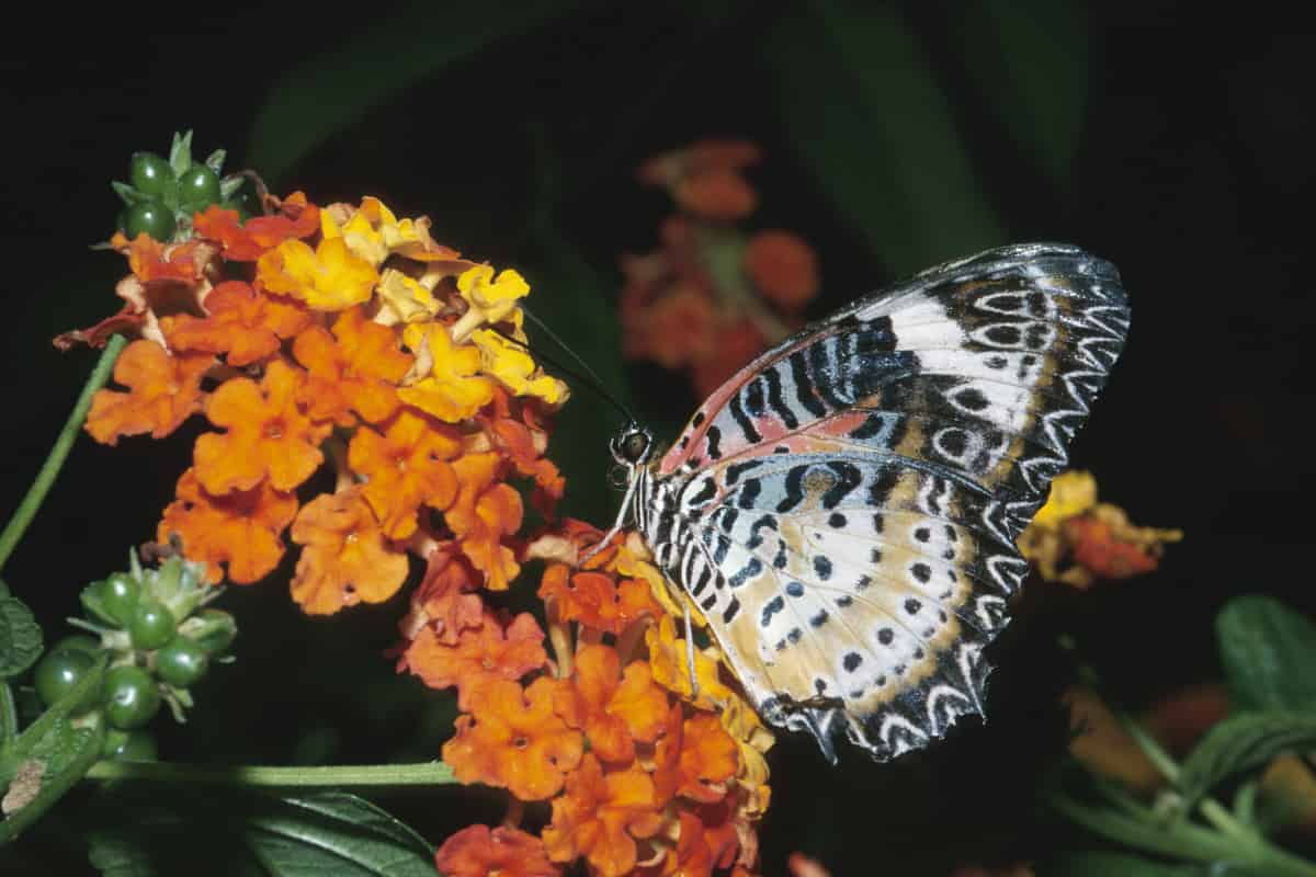 Los científicos sugieren traer un nuevo par de ojos al problema, '¿Cuándo evolucionaron las primeras flores?'