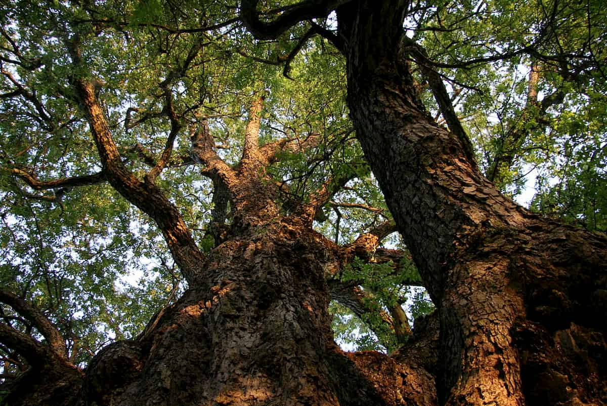 Les populations de Nothofagus macrocarpa représentent des reliques d'une aire de répartition autrefois plus vaste