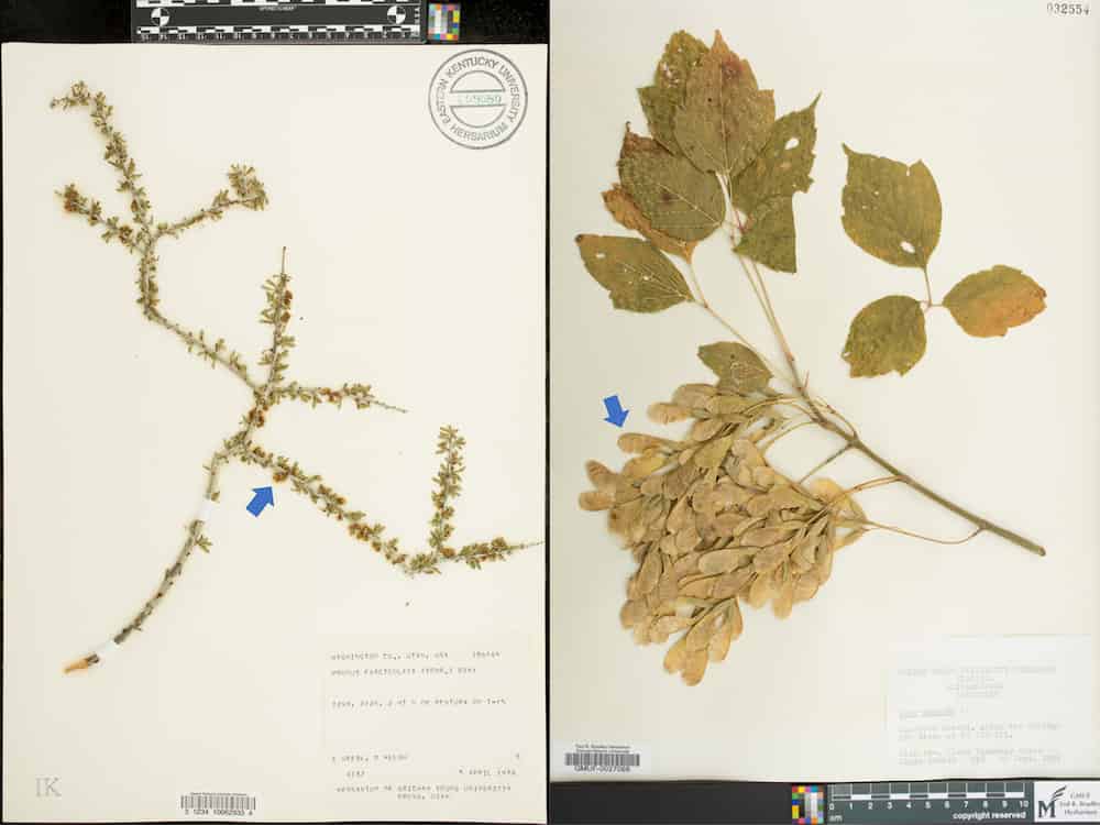 Training and high quality images needed for best online annotation of digital specimens
