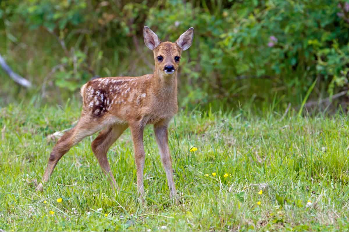 Le changement climatique annonce de mauvaises nouvelles pour Bambi