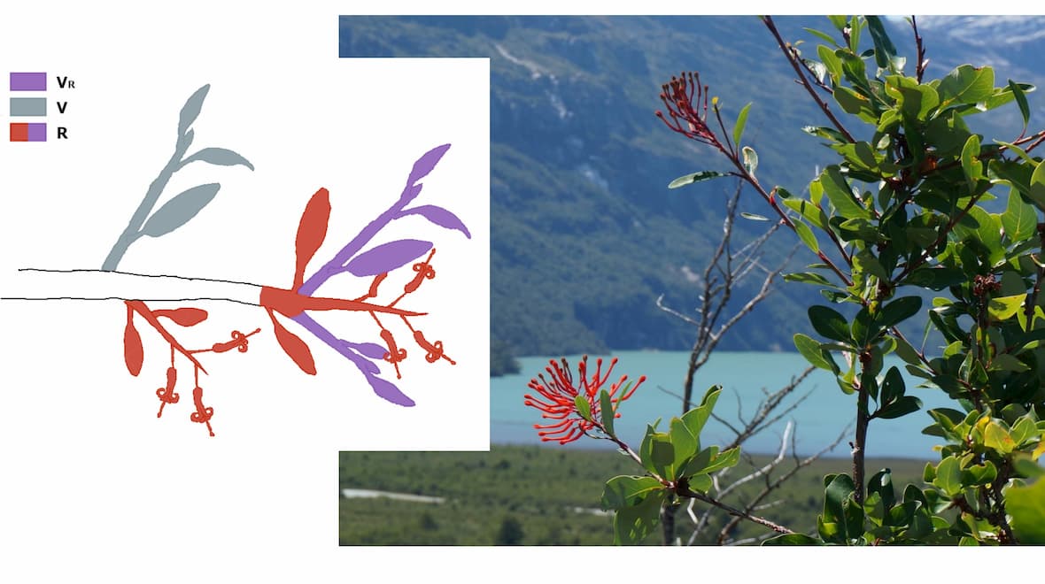 Les règles du coin tiennent tout au long de la saison de croissance