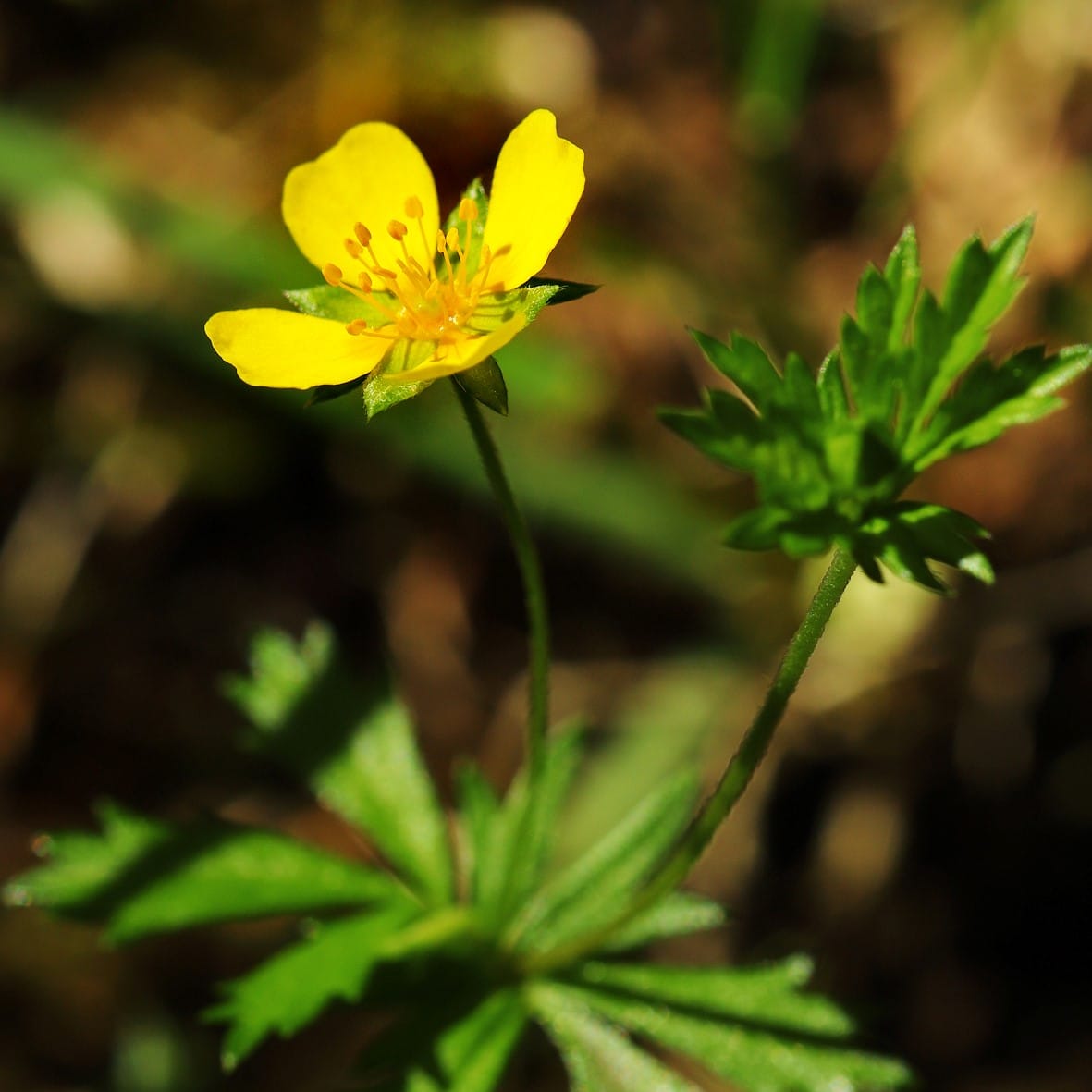 Descubriendo la historia evolutiva del género Potentilla
