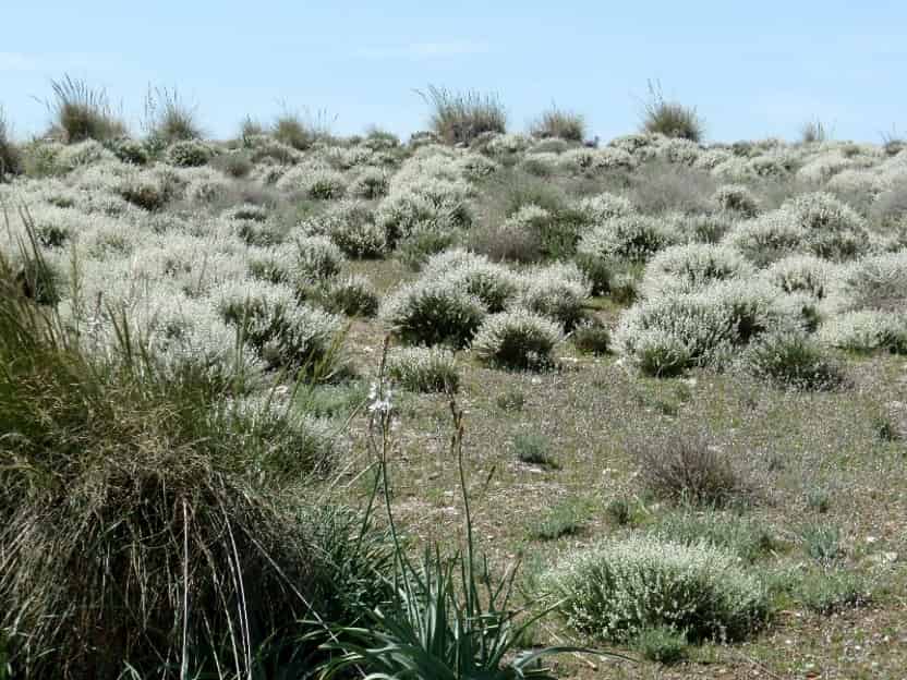 Assemblage de communautés végétales sur sols gypseux contraignants