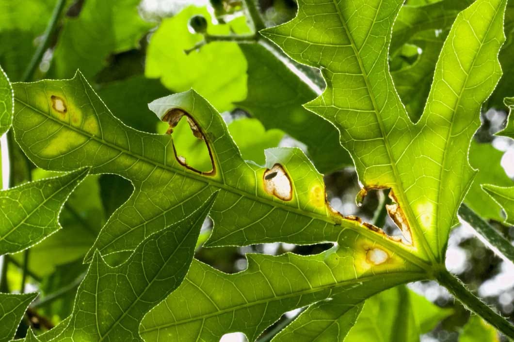 Desenmarañando la domesticación y los efectos ambientales en las interacciones planta-herbívoro