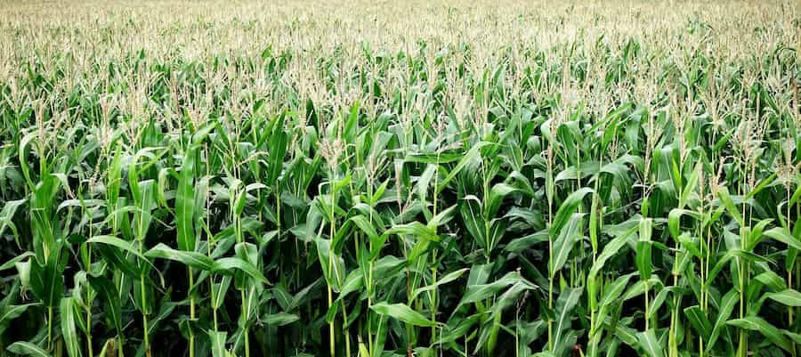 L'intensification agricole a-t-elle eu un impact sur les caractéristiques racinaires du maïs ?