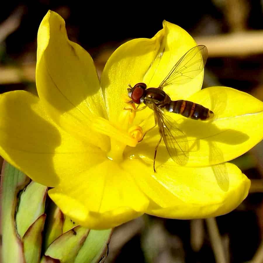 volar en una flor
