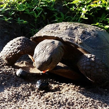 Entrega urgente: dispersión de semillas por tortuga de tierra