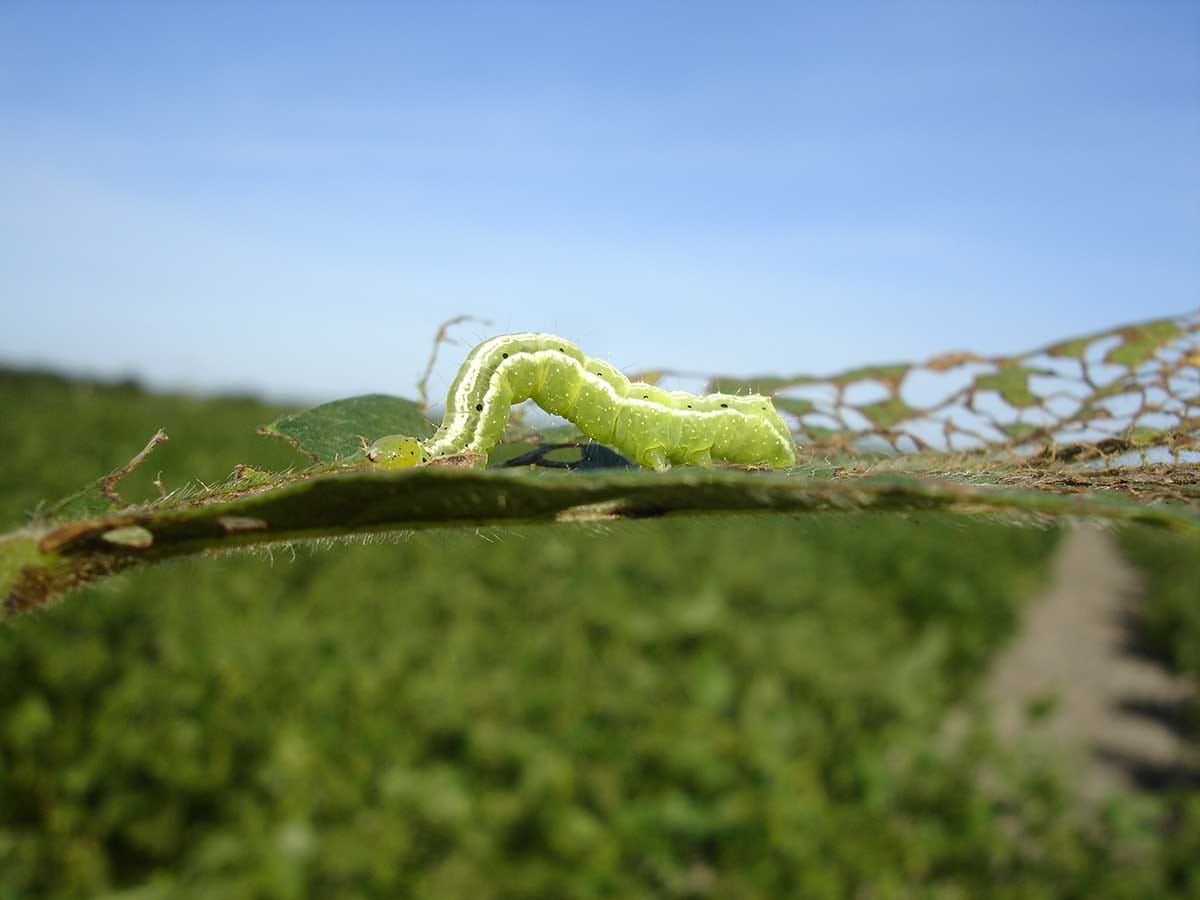 Frapper une plante alors qu'elle est en panne - herbivore de la chenille sur les plantes infestées de nématodes
