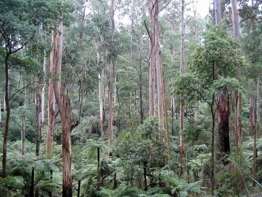 Greater Eucalyptus hybridisation on younger, more disturbed landscapes
