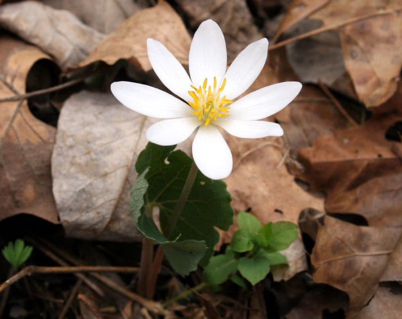 Conocimientos ecológicos tradicionales: desafíos y oportunidades