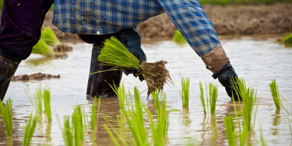 Does a thick leaf gas film protect against submergence on rice?