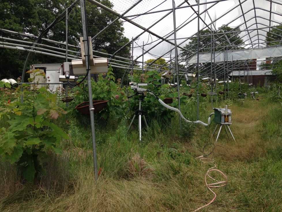 Pas d'acclimatation : réponses flexibles de la photosynthèse à différentes températures chez l'orme d'Amérique