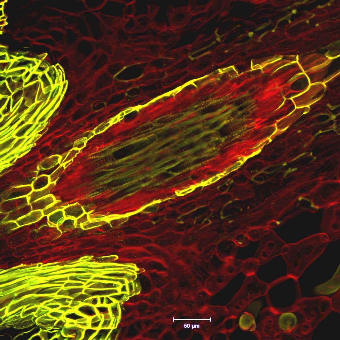 Imágenes de fluorescencia directa de paredes celulares en raíces y tallos de plantas