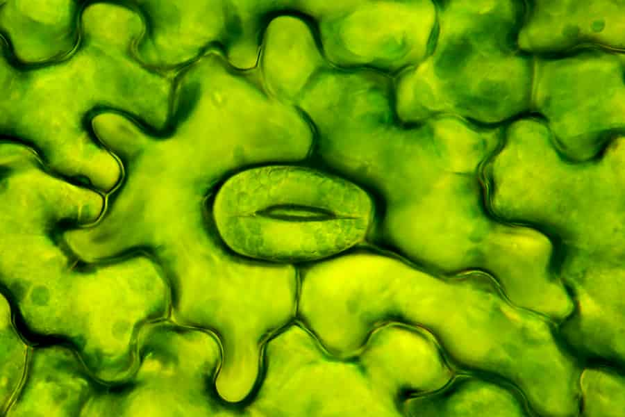 Los científicos encuentran un nuevo químico para inducir las defensas de las plantas