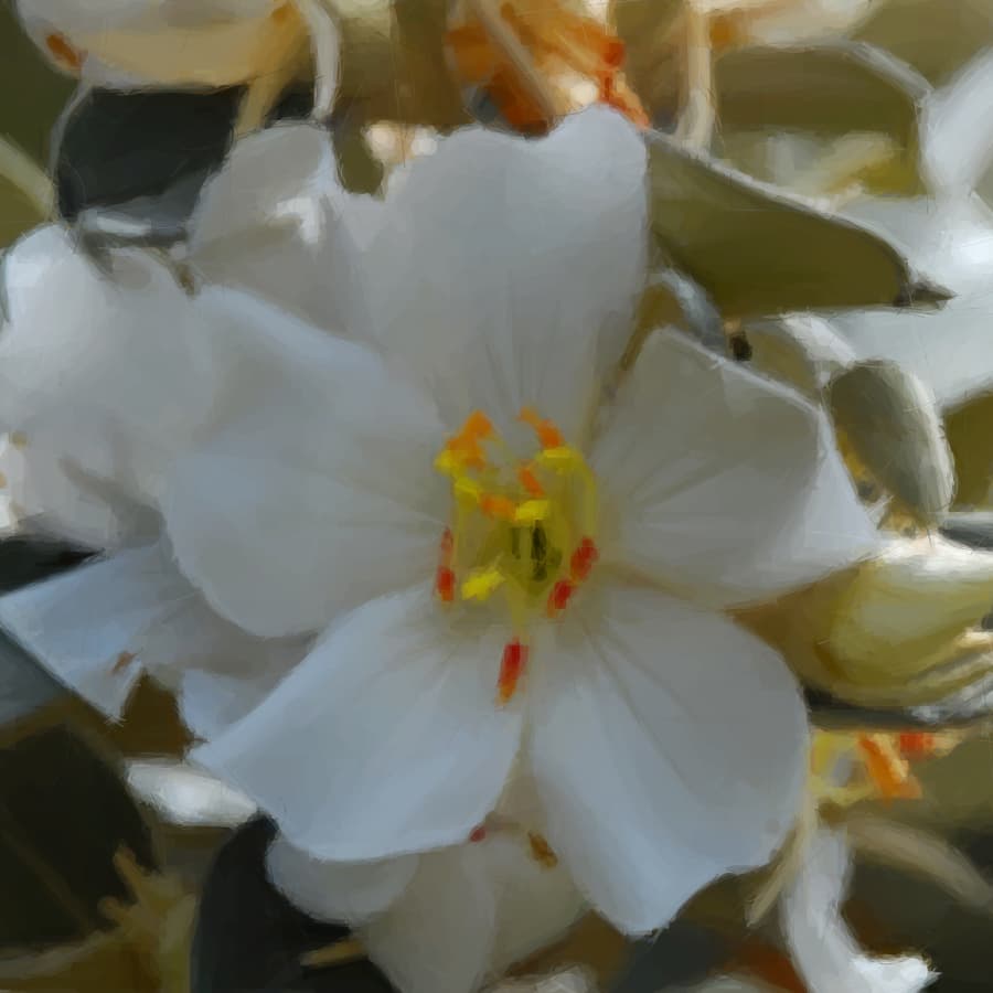 Un plus grand chevauchement floral et une généralisation des pollinisateurs favorisés dans une plante pollinisée par buzz