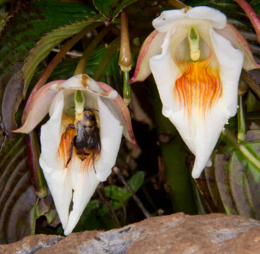 Asymmetry allows divergent use of pollinators, but often represents a one-way evolutionary street