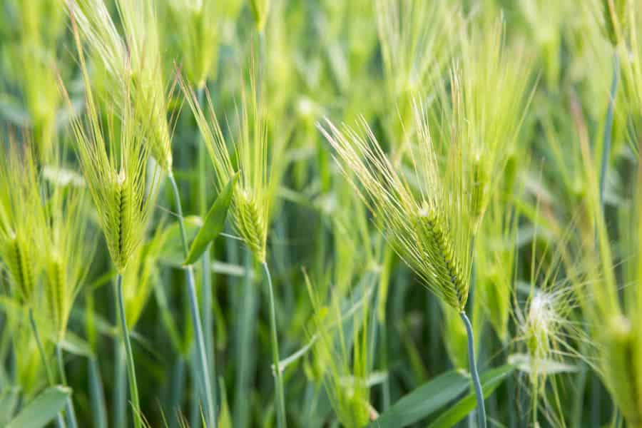 Los pelos de la raíz ofrecen beneficios durante la sequía sin disminuir el rendimiento en años buenos