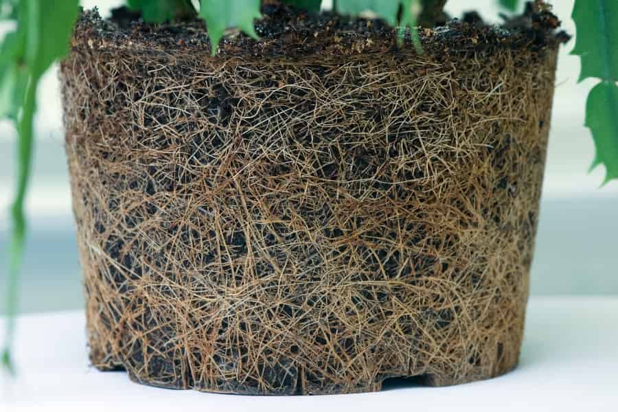 ¿Tanto arriba como abajo? Comparación de rasgos funcionales por encima y por debajo del suelo