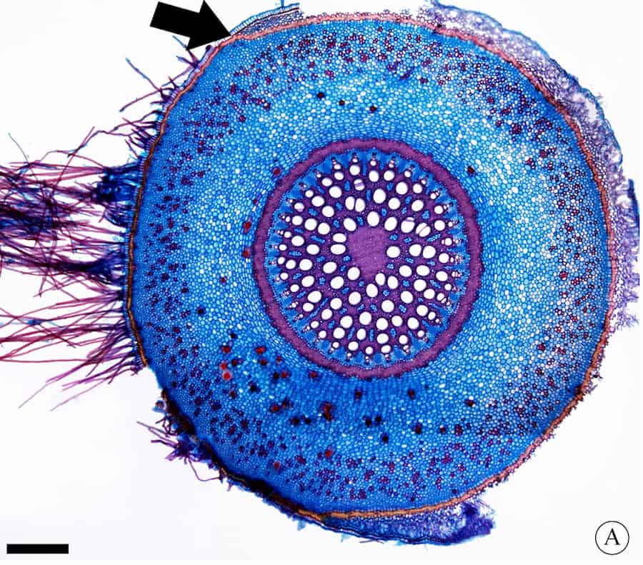 Las raíces aéreas de Aroid responden a nuevas presiones con una nueva morfología