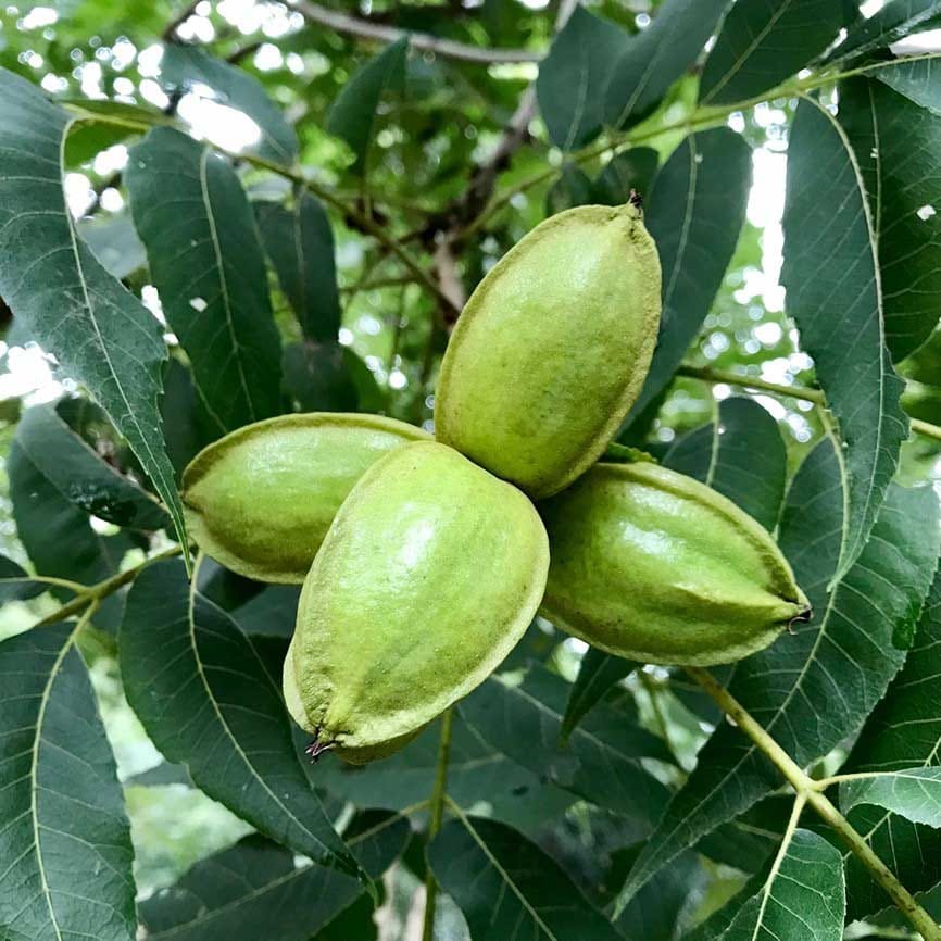 La aplicación conjunta de biocarbón y nitrógeno estimula el crecimiento de plántulas de pecanas